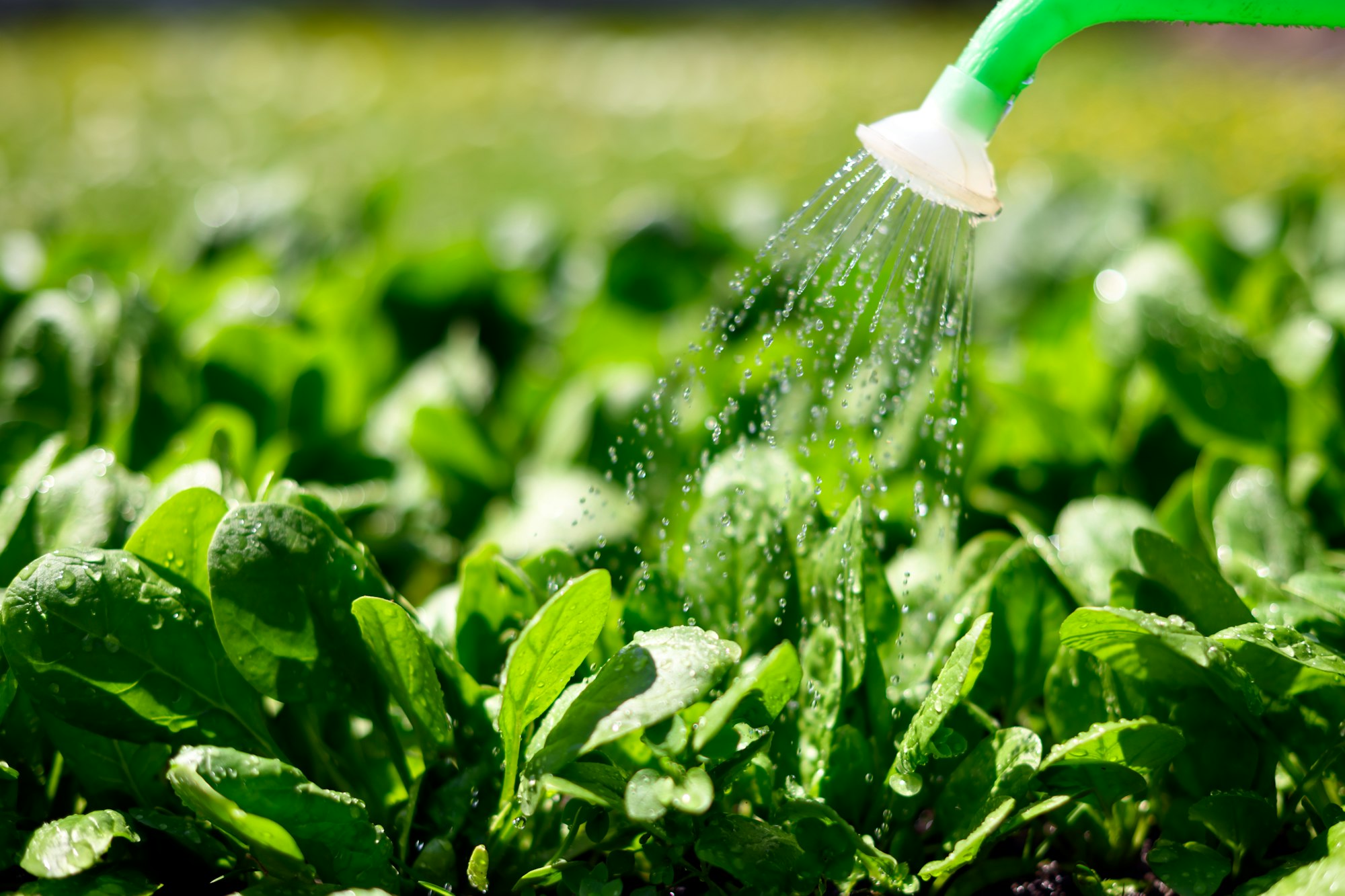 Watering of vegetable bed with lush green spinach leaves